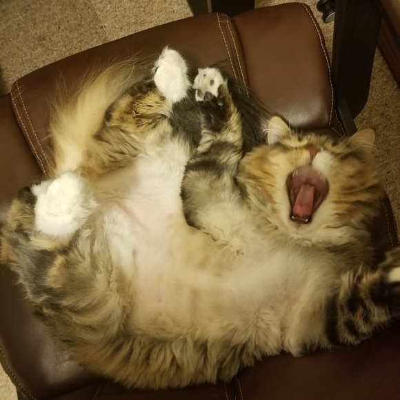 Meet Toffee! - Picture 6 of 8